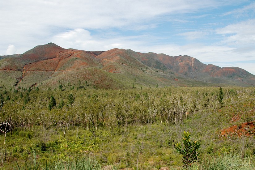 04- Foret de niaoulis sur la route du sud.JPG